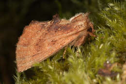 Image of Coxcomb Prominent