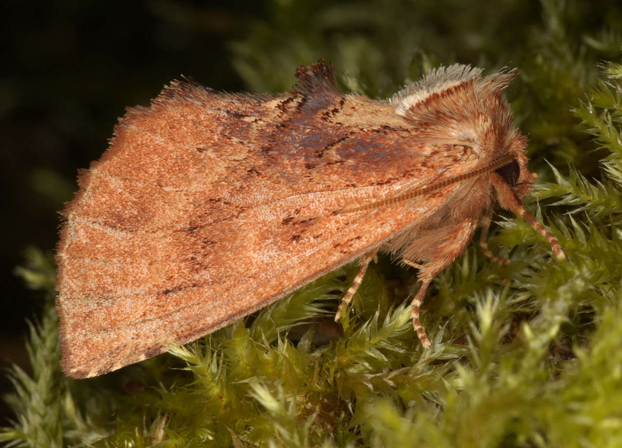 Image of Coxcomb Prominent