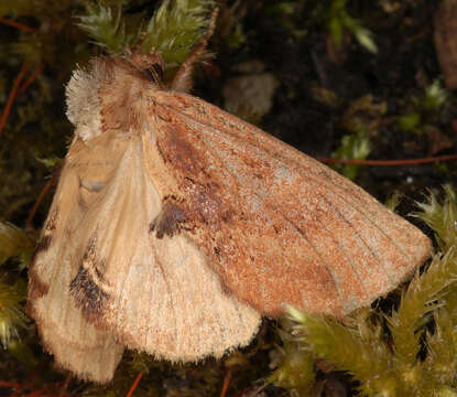 Image of Coxcomb Prominent