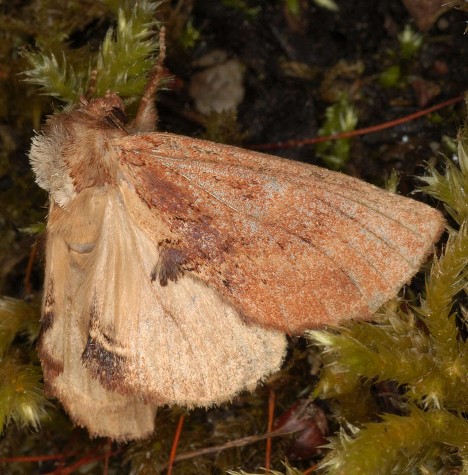 Image of Coxcomb Prominent