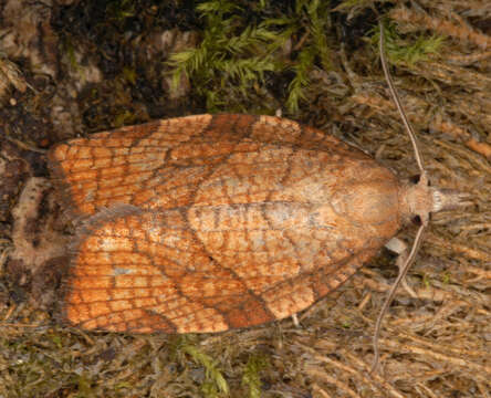 Image of Pandemis corylana Fabricius 1794