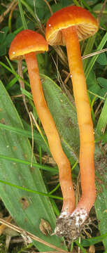 Image of Hygrocybe mucronella (Fr.) P. Karst. 1879