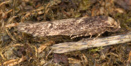 Image of Lepidoptera