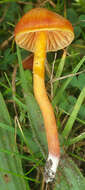 Image of Hygrocybe mucronella (Fr.) P. Karst. 1879