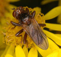 Image of Sicus ferrugineus (Linnaeus 1761)