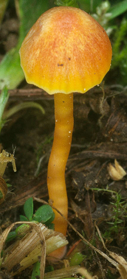 Image of Hygrocybe mucronella (Fr.) P. Karst. 1879