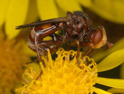 Image of Sicus ferrugineus (Linnaeus 1761)