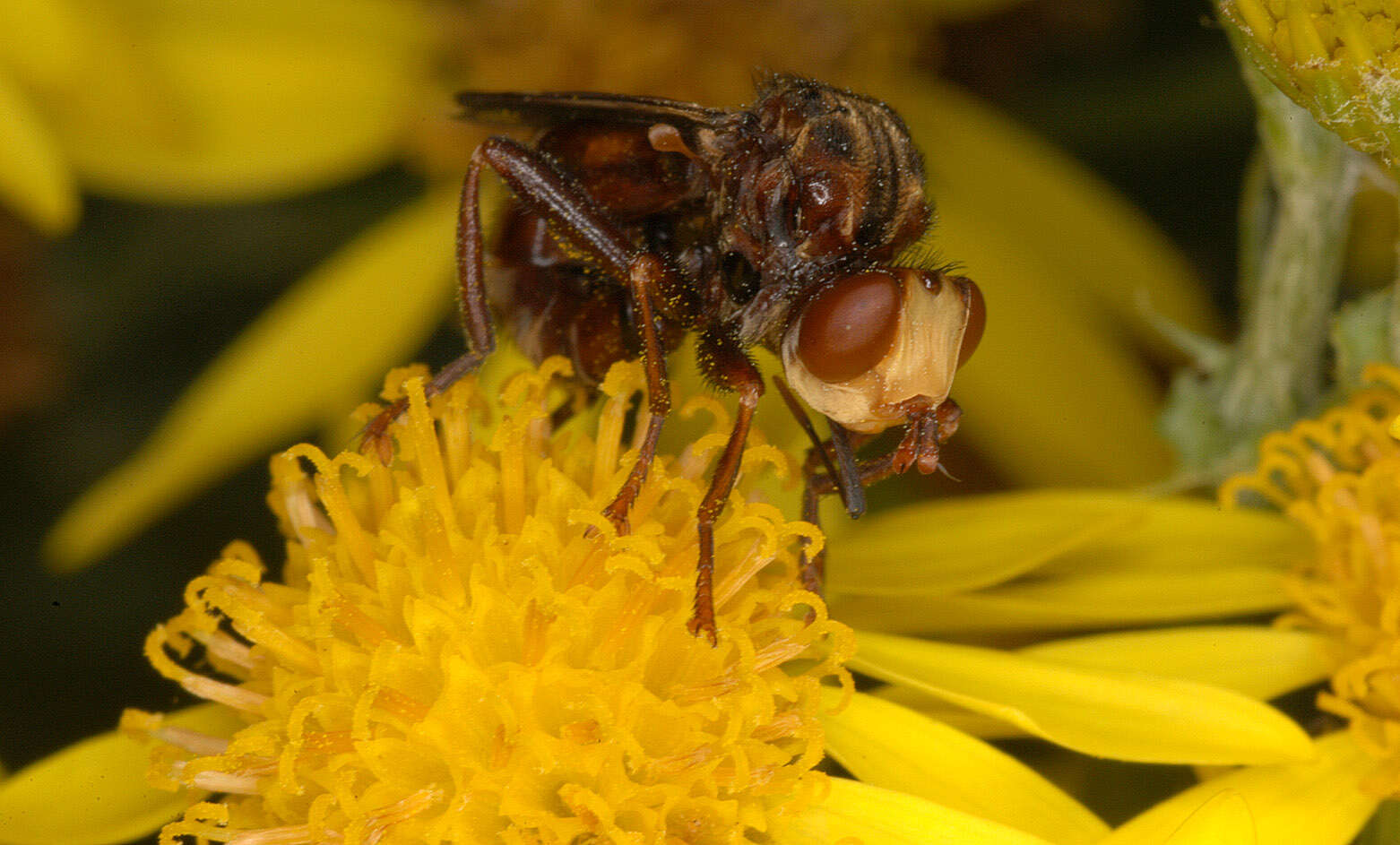 Image of Sicus ferrugineus (Linnaeus 1761)