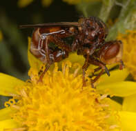 Image of Sicus ferrugineus (Linnaeus 1761)