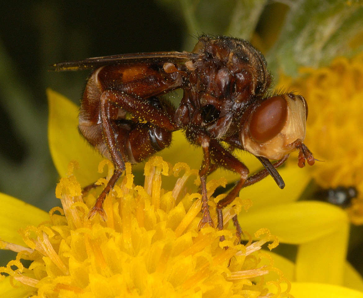 Image of Sicus ferrugineus (Linnaeus 1761)