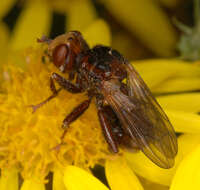 Image of Sicus ferrugineus (Linnaeus 1761)