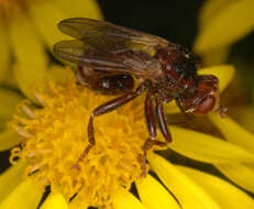 Image of Sicus ferrugineus (Linnaeus 1761)