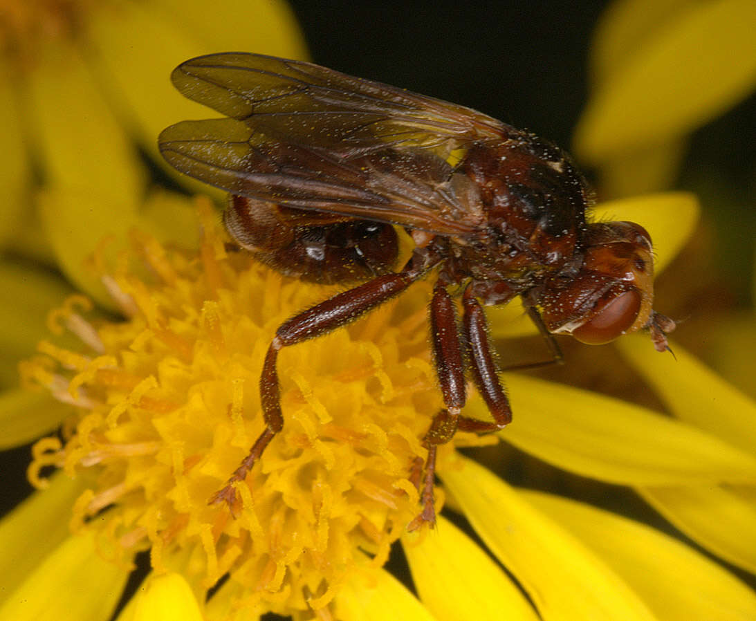 Image of Sicus ferrugineus (Linnaeus 1761)