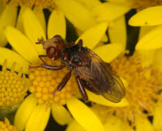 Image of Sicus ferrugineus (Linnaeus 1761)