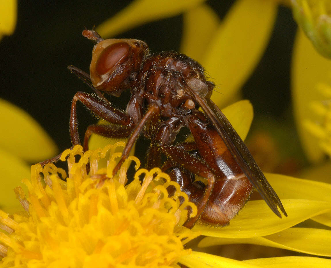 Image of Sicus ferrugineus (Linnaeus 1761)