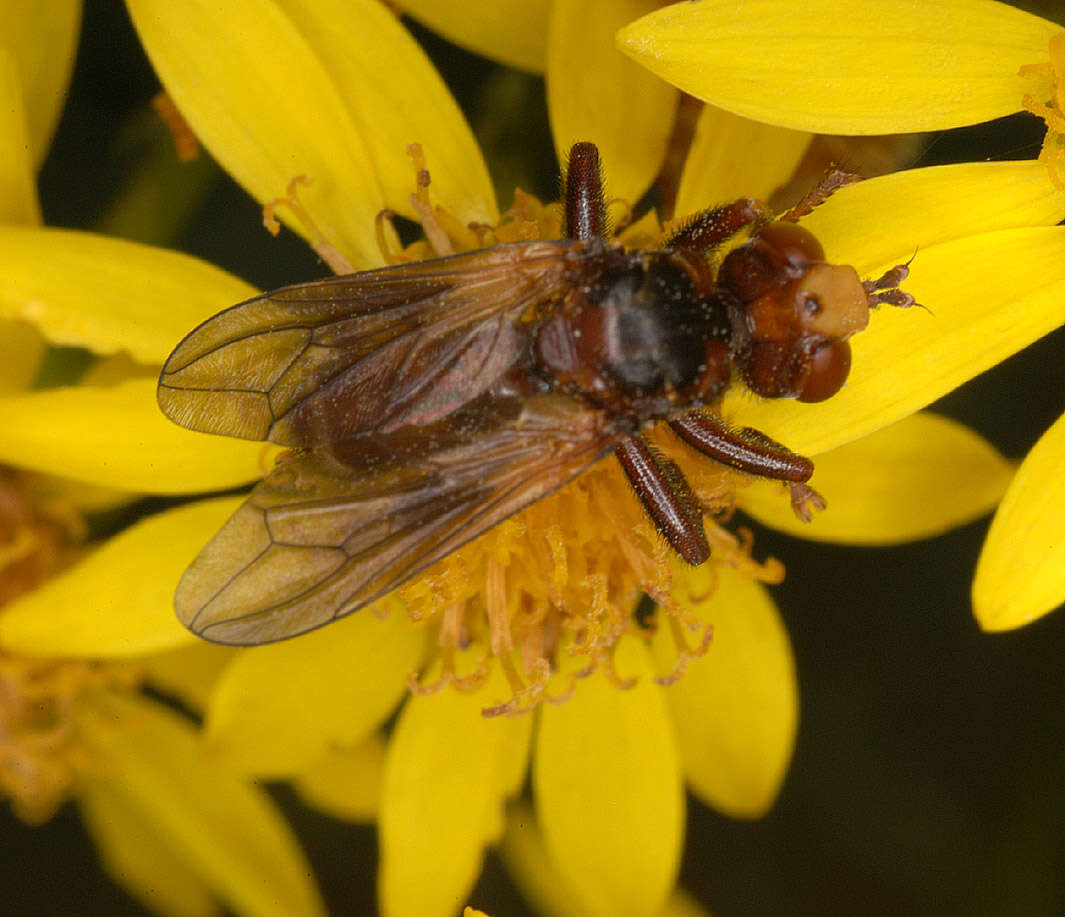 Image of Sicus ferrugineus (Linnaeus 1761)