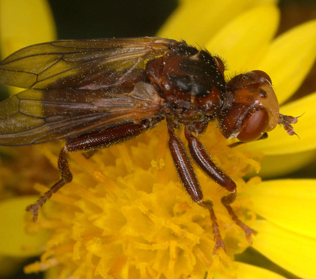 Image of Sicus ferrugineus (Linnaeus 1761)