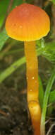 Image of Hygrocybe mucronella (Fr.) P. Karst. 1879