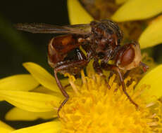 Image of Sicus ferrugineus (Linnaeus 1761)