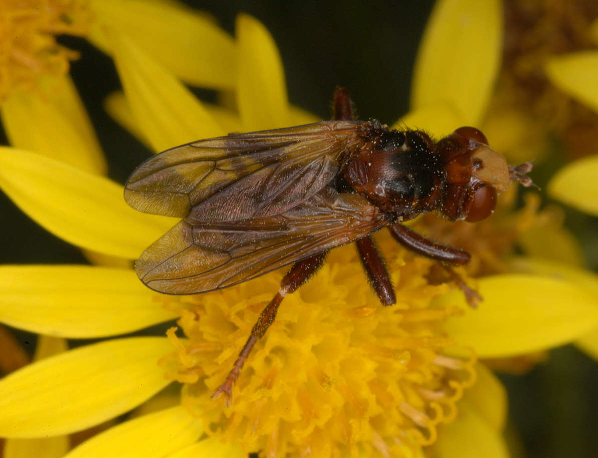 Image of Sicus ferrugineus (Linnaeus 1761)