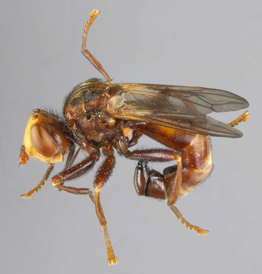 Image of Sicus ferrugineus (Linnaeus 1761)