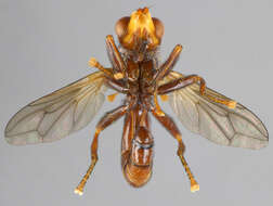 Image of Sicus ferrugineus (Linnaeus 1761)