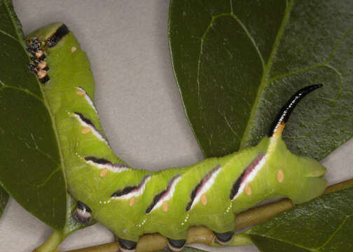 Image of privet hawk-moth