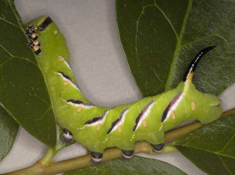 Image of privet hawk-moth