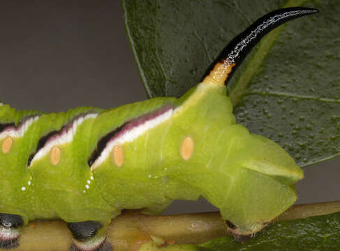 Image of privet hawk-moth