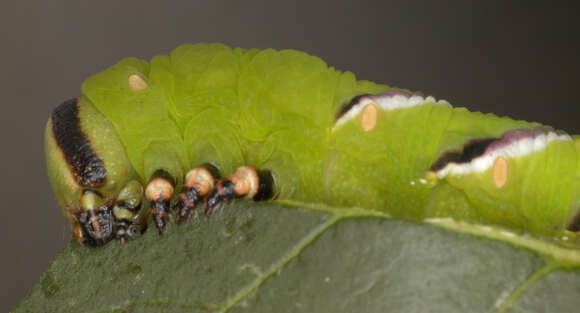 Image of privet hawk-moth