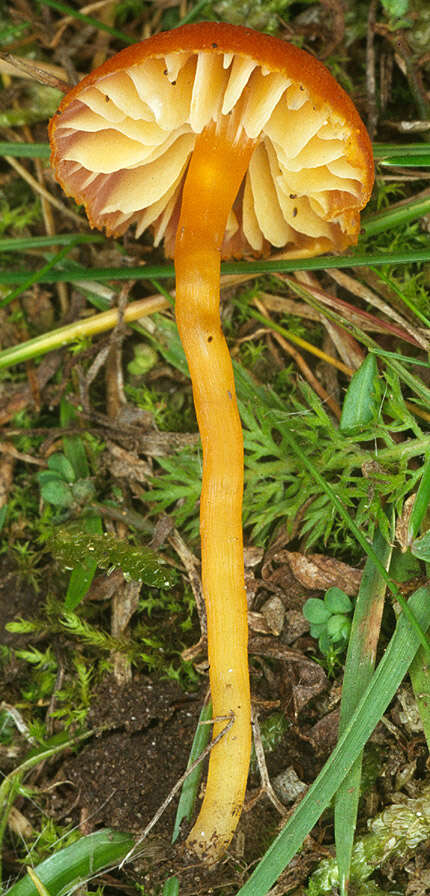 Sivun Hygrocybe calciphila Arnolds 1985 kuva