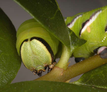 Image of privet hawk-moth