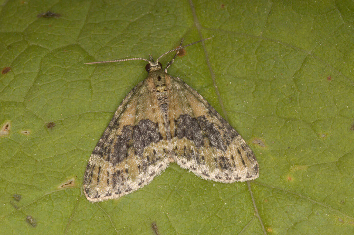 Image of yellow-barred brindle