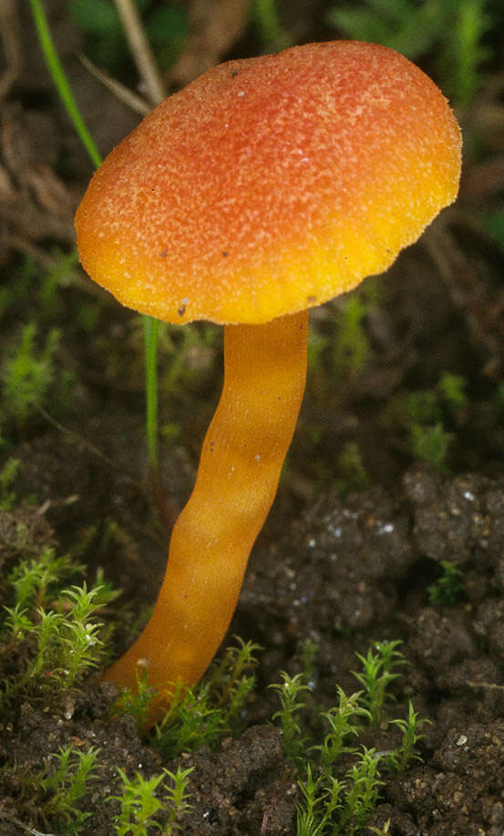 Sivun Hygrocybe calciphila Arnolds 1985 kuva