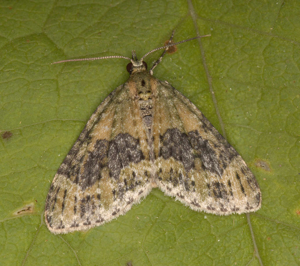 Image of yellow-barred brindle