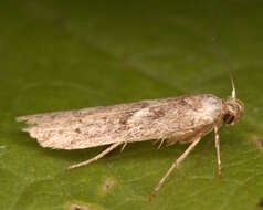 Image of Lepidoptera