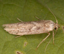 Image of Lepidoptera