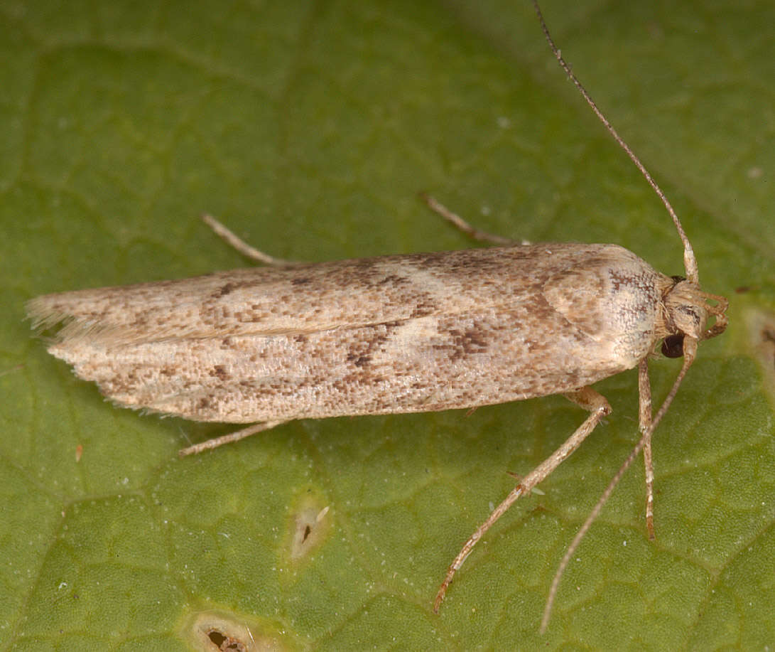 Image of Lepidoptera