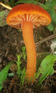 Sivun Hygrocybe calciphila Arnolds 1985 kuva