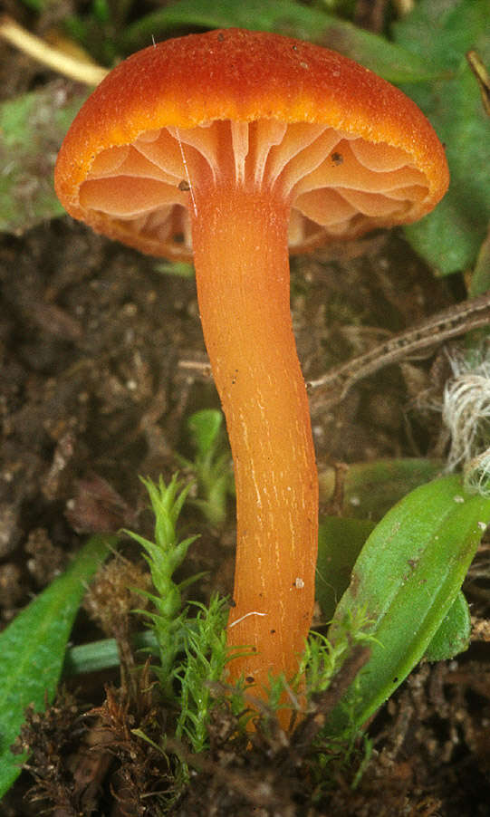 Sivun Hygrocybe calciphila Arnolds 1985 kuva