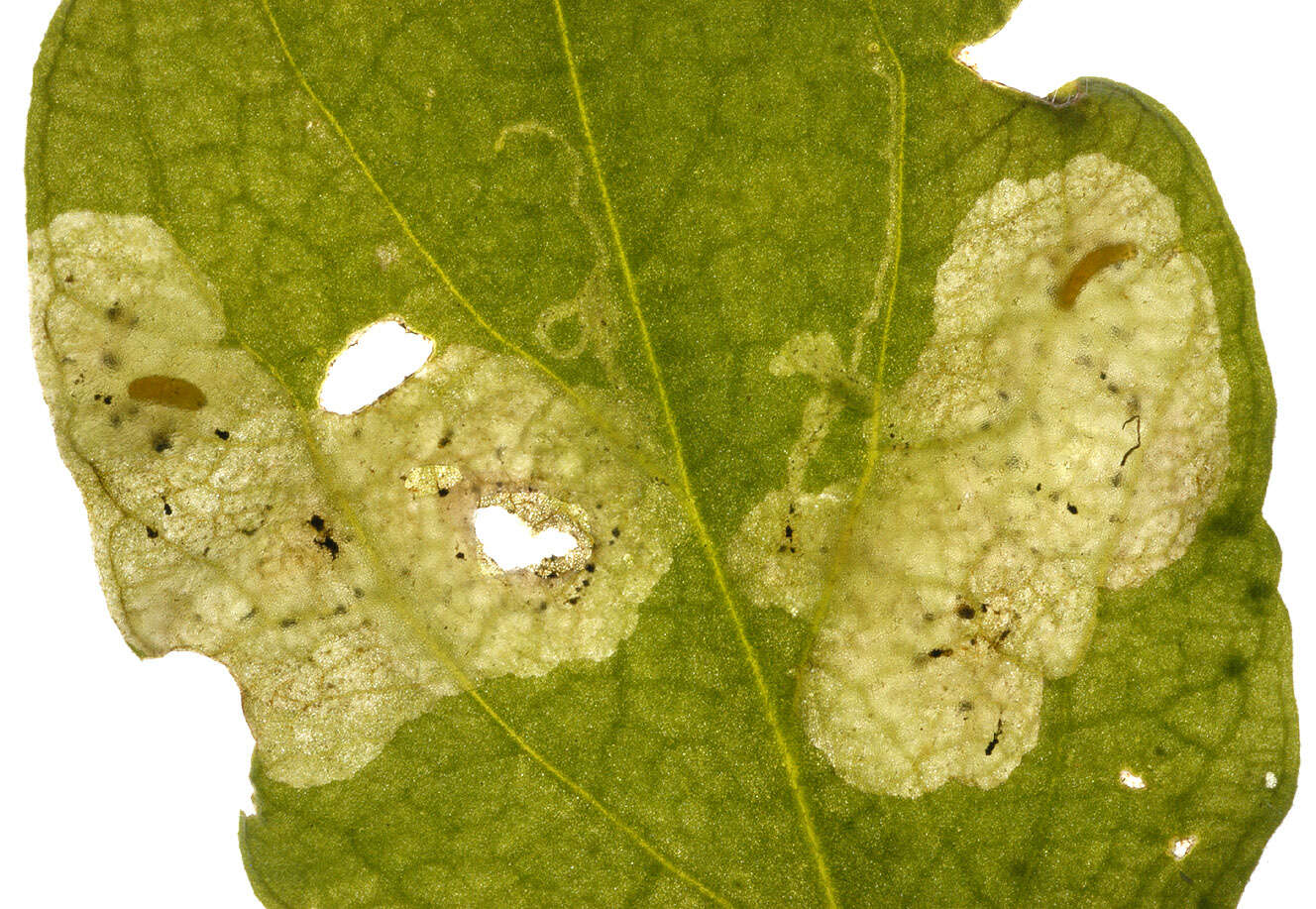 Image of Amauromyza flavifrons (Meigen 1830)
