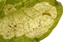 Image of Amauromyza flavifrons (Meigen 1830)