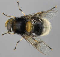 Image of Eristalis intricaria (Linnaeus 1758)