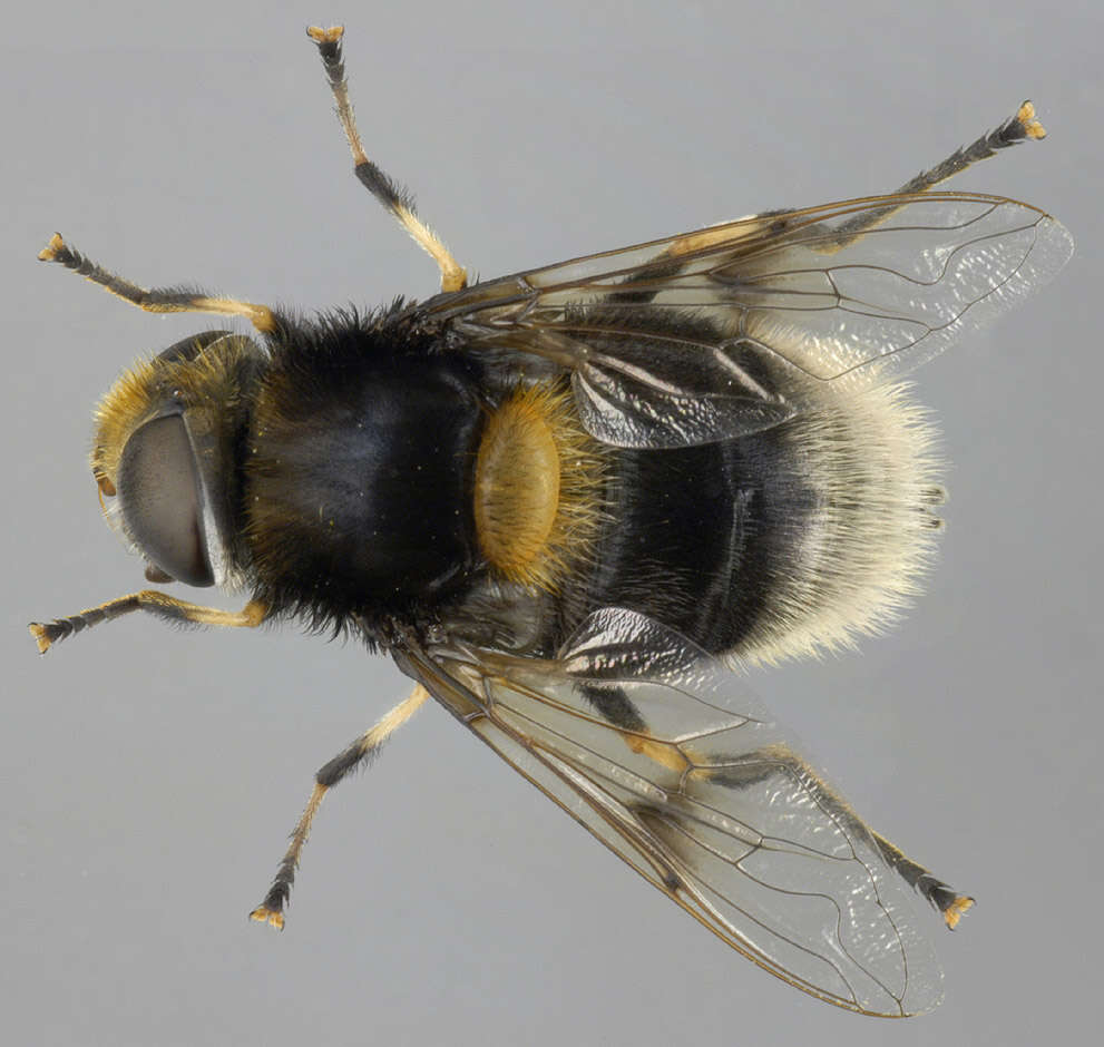 Слика од Eristalis intricaria (Linnaeus 1758)