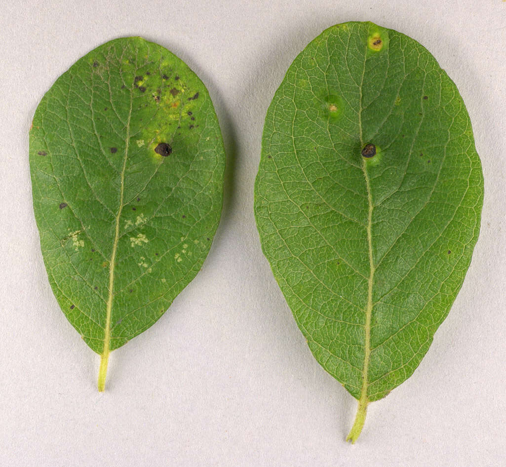 Image of Aceria iteina
