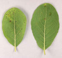 Image of Aceria iteina