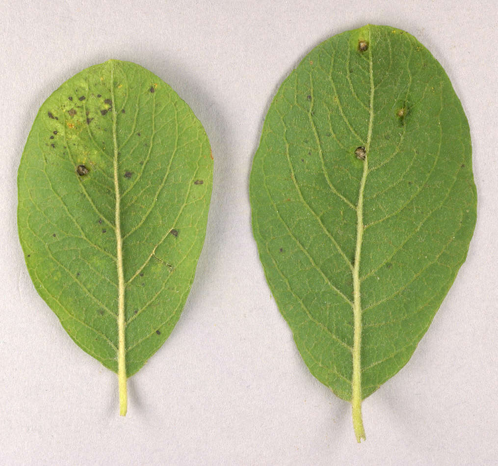 Image of Aceria iteina