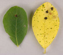 Image of Aceria iteina