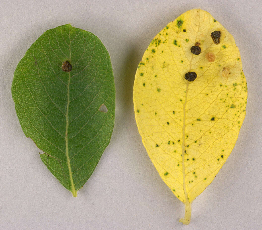 Image of Aceria iteina