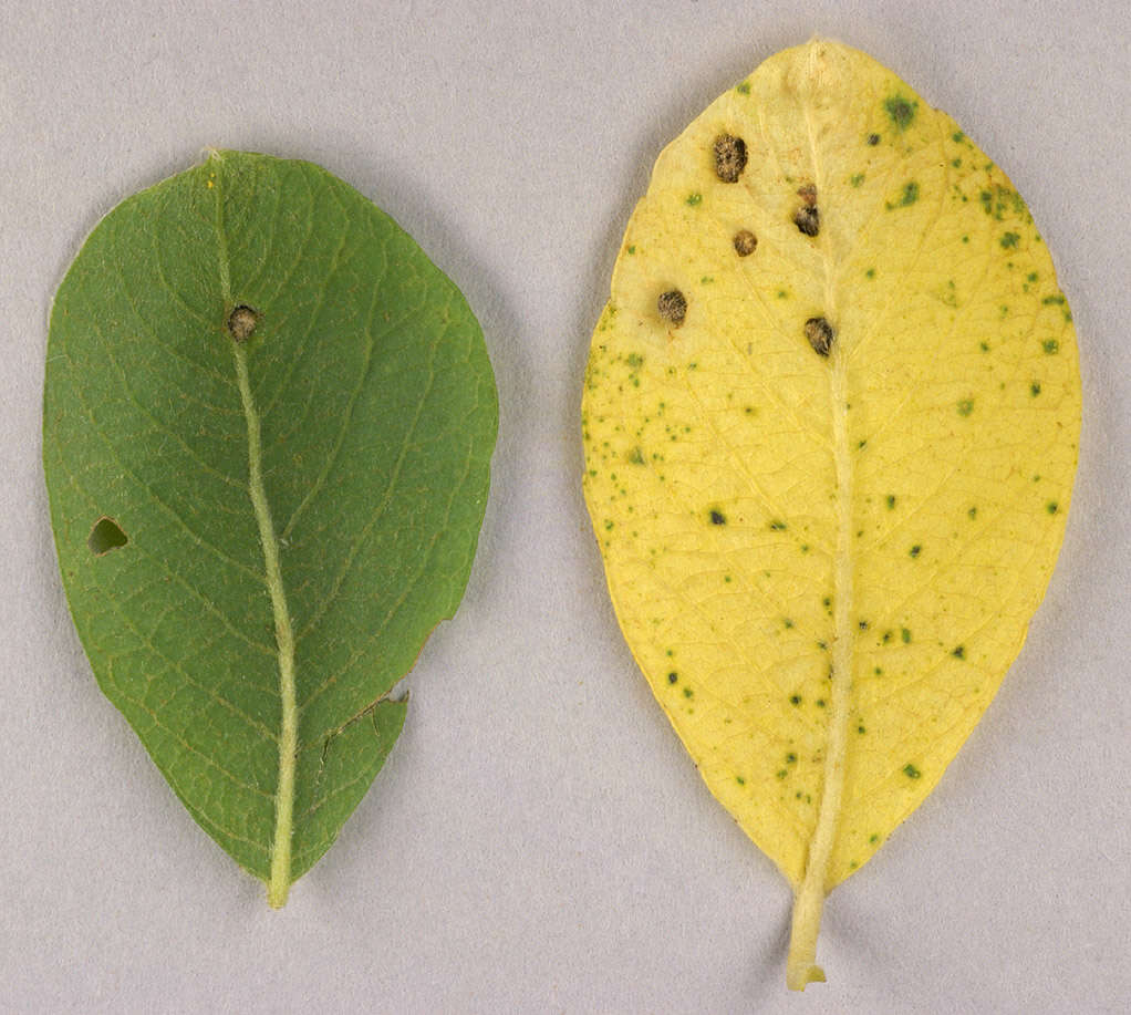 Image of Aceria iteina